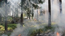 forest fire